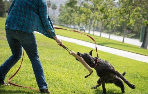 成人和巨型狗拔河视频,成人挑战巨型犬，趣味竞技场面火爆