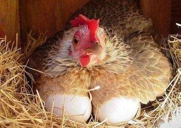 母鸡变成人孵蛋视频,奇趣穿越之旅揭秘